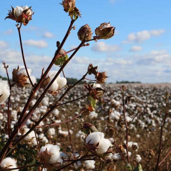 10 fun facts about cotton | Cotton Bag Co